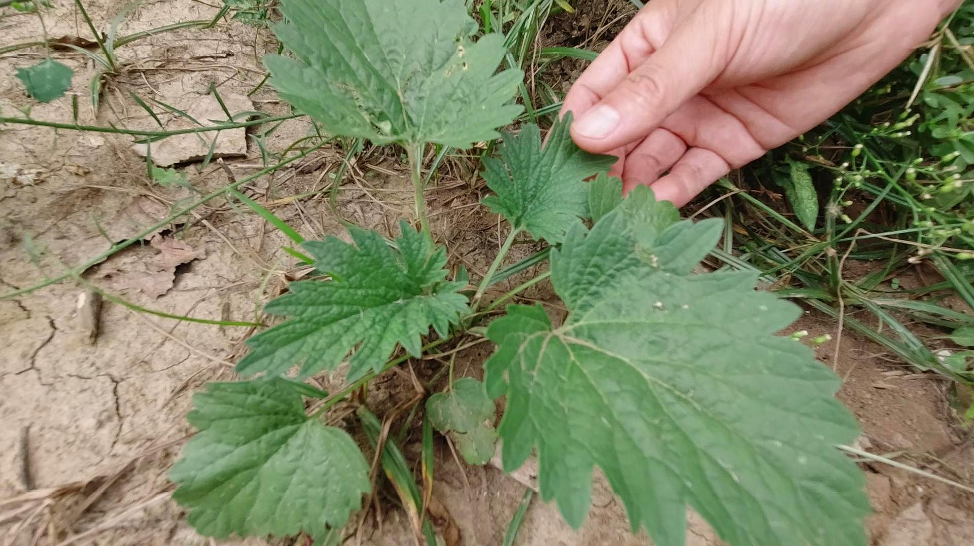 夏至草,一种珍贵的草本植物,认识的人不多,一起了解下吧!