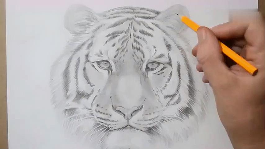 1画老虎:在纸上用铅笔构图,绘制出大概的位置和轮廓,这时候画的线条