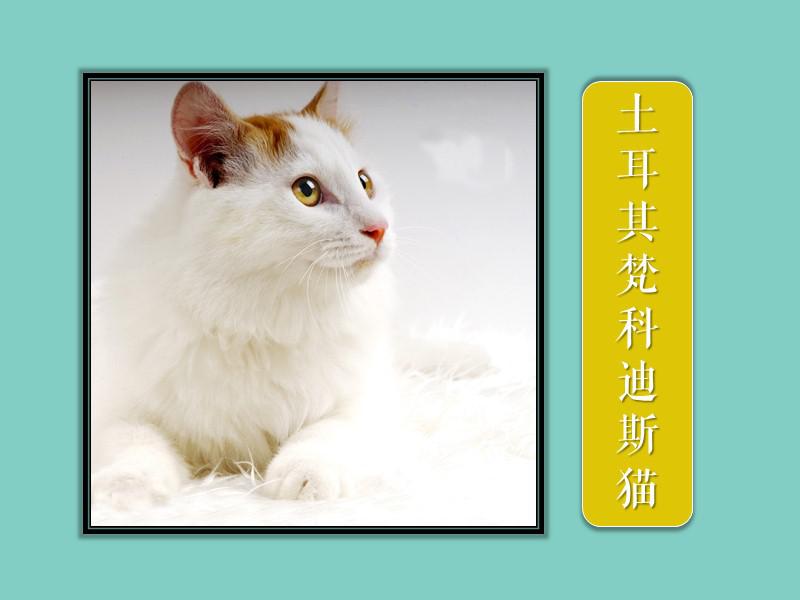 原来土耳其梵科迪斯猫长这样