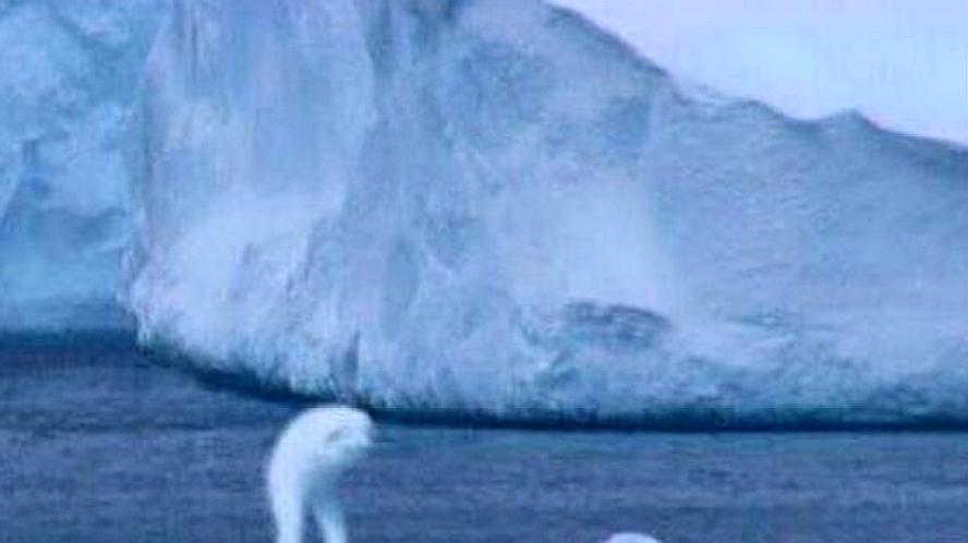 南极神秘发现,冰层上惊现30米未解生物冰川ningen之谜