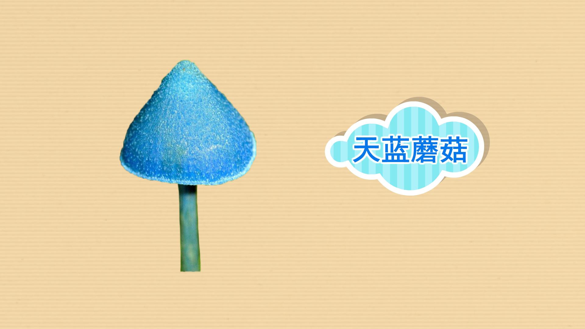 原来天蓝蘑菇长这样