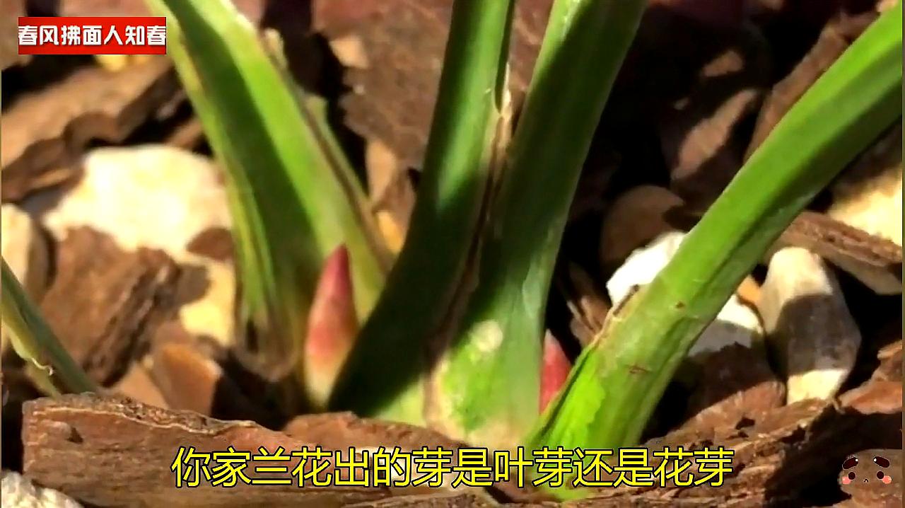 你家兰花出的芽是叶芽还是花芽?形态特征不一,从芽型区分才对!