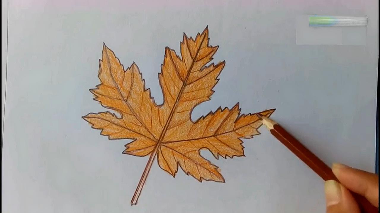 秋天来了,画一个梧桐叶简笔画吧,记得准备好笔和尺