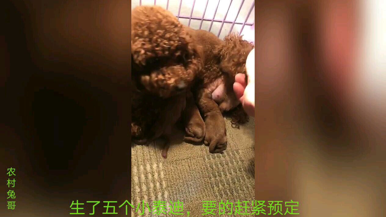 泰迪犬可爱视频