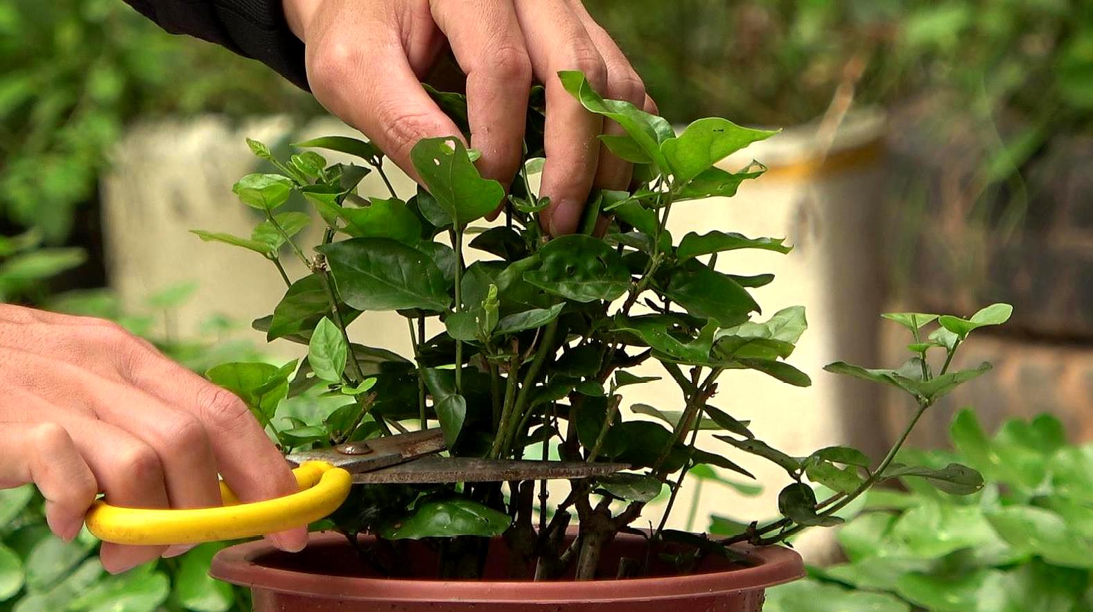 茉莉花怎样养护