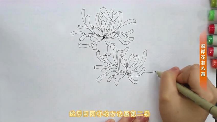 一些花蕾,补上细节,  01:19  来源:未知-简笔画之手把手教你画彼岸花