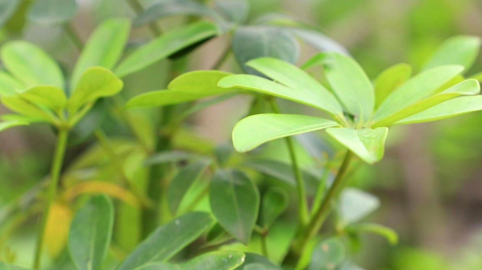 鸭掌木注意这几点,枝繁叶茂,叶子绿油油