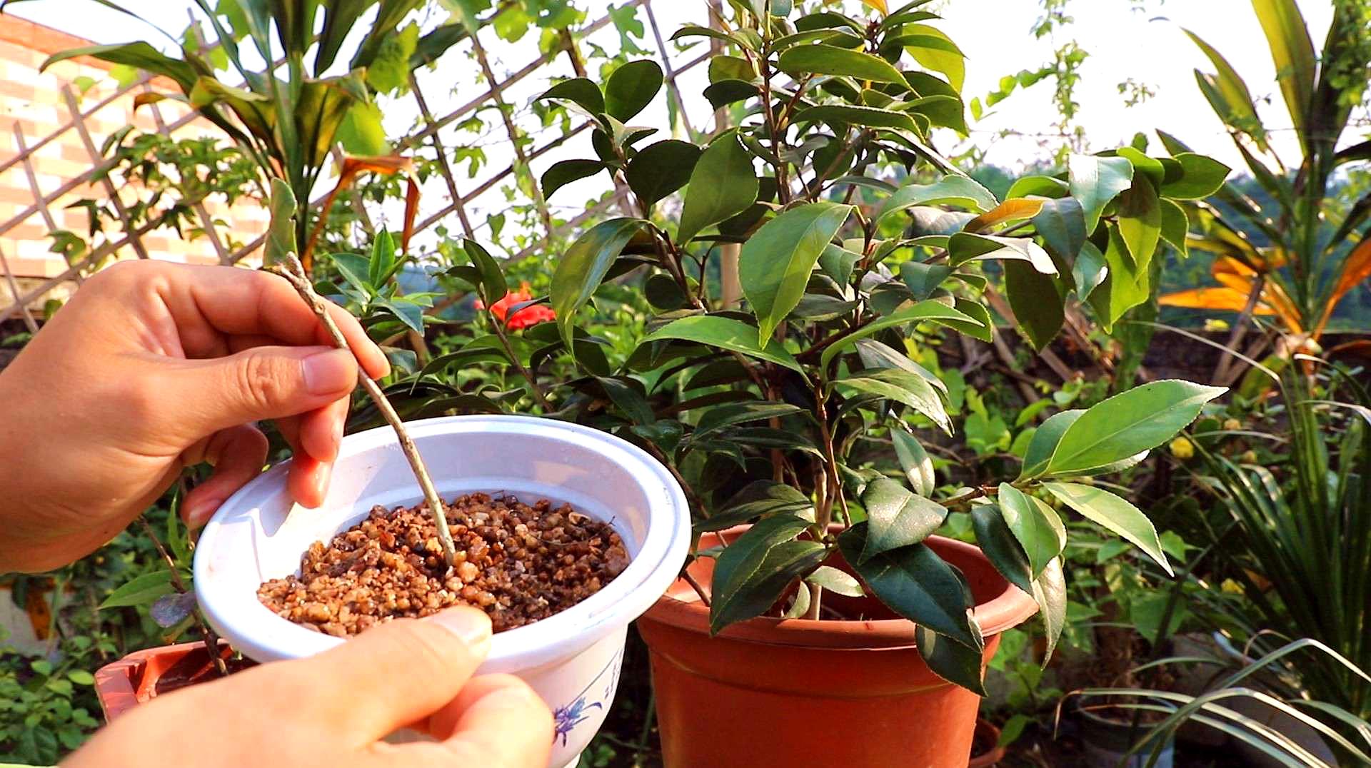 教你茶花扦插,这个季节正合适,容易繁殖一大片