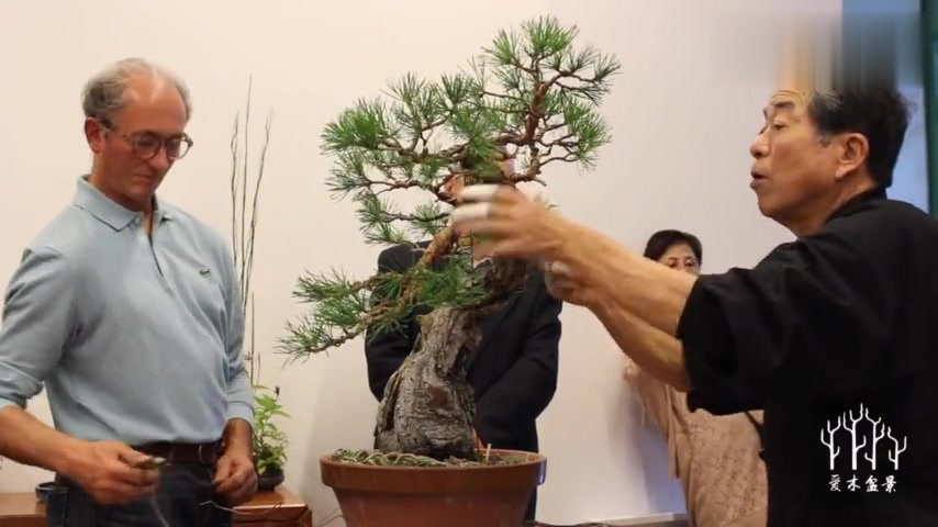 盆景大师手把手时示范松树盆景整型,小林国雄教学课堂实录