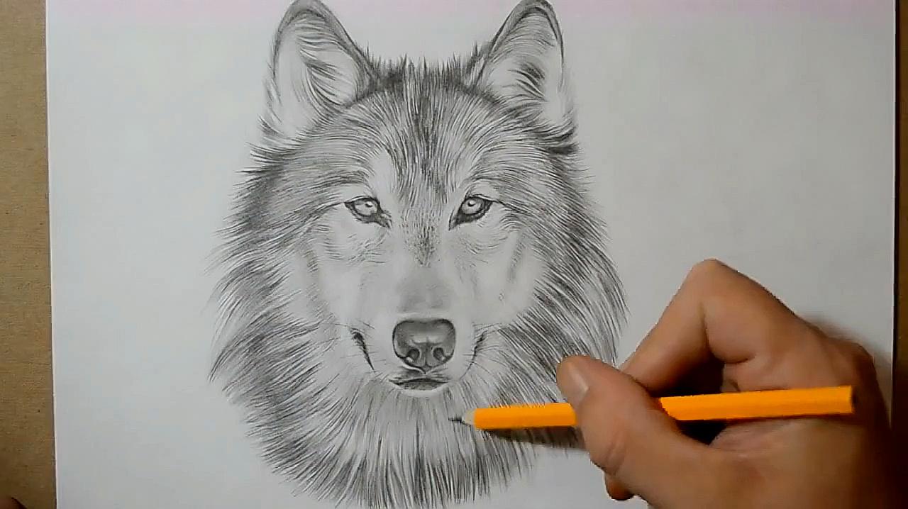 素描教学:教你如何画一个狼,画得很像,尤其是眼睛炯炯有神!