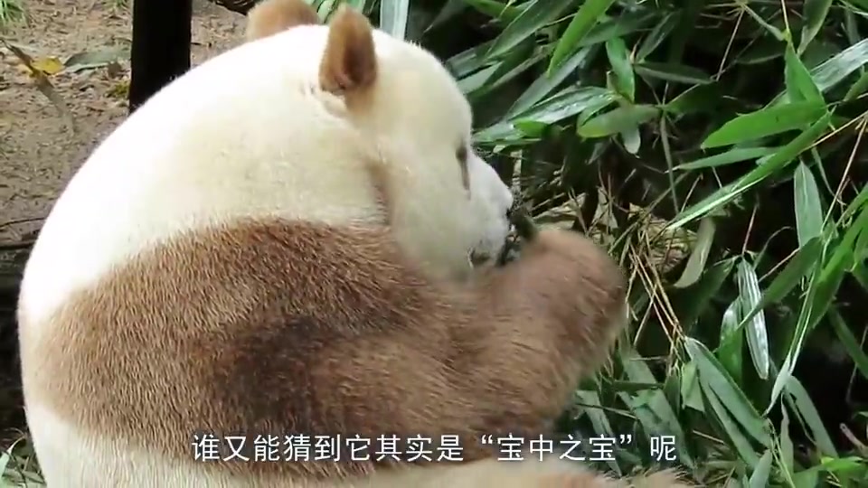 真的有棕色大熊猫吗?
