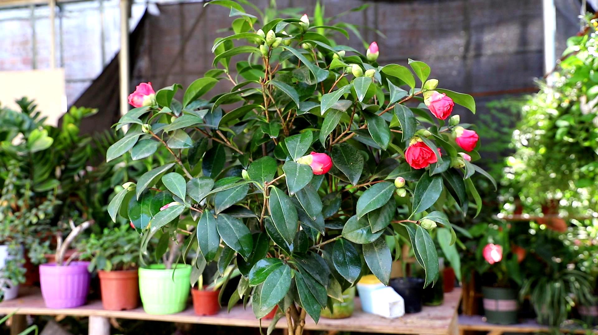 3茶花生长健壮技巧;茶花每天需要六个小时左右的光照时间,浇水需要