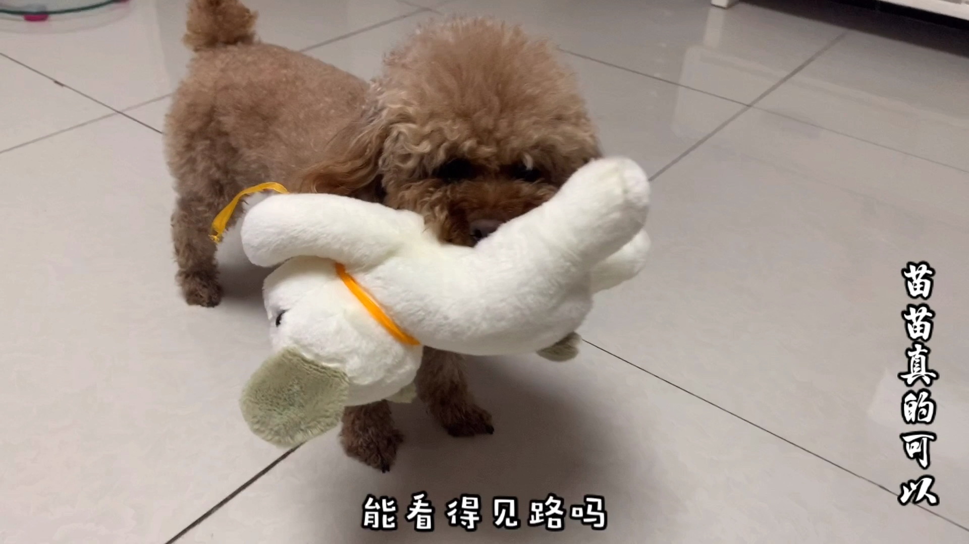 泰迪狗布丁呆萌日常生活视频盘点