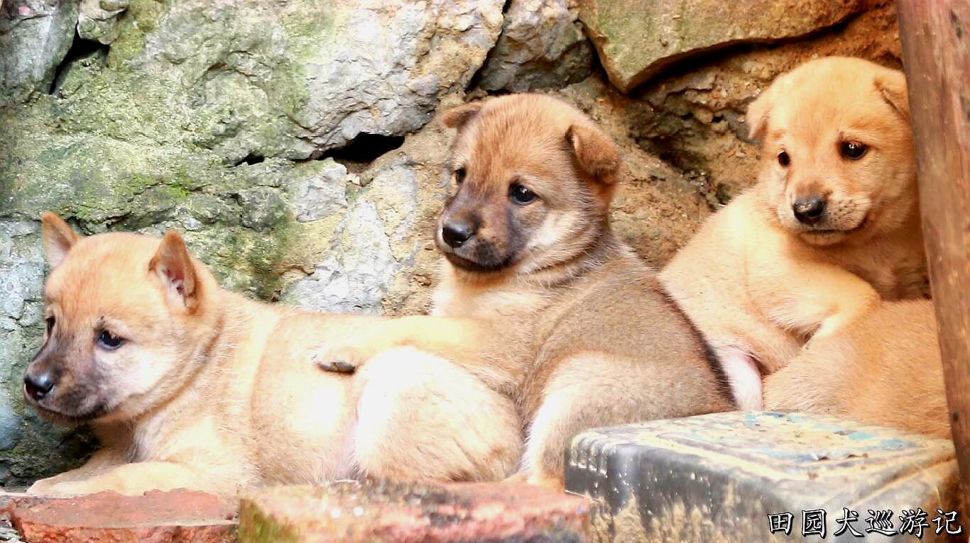 从外面叼猎物回家 服务升级 7中华田园犬,在山顶撸一只刚生完崽的狗