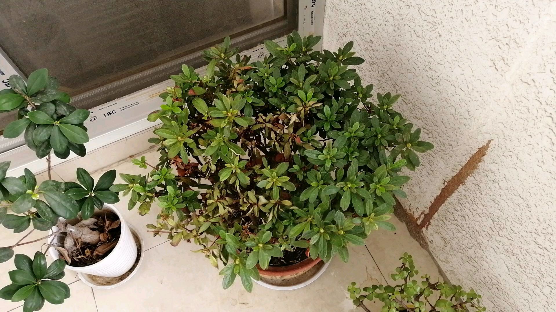 杜鹃花怎么修剪