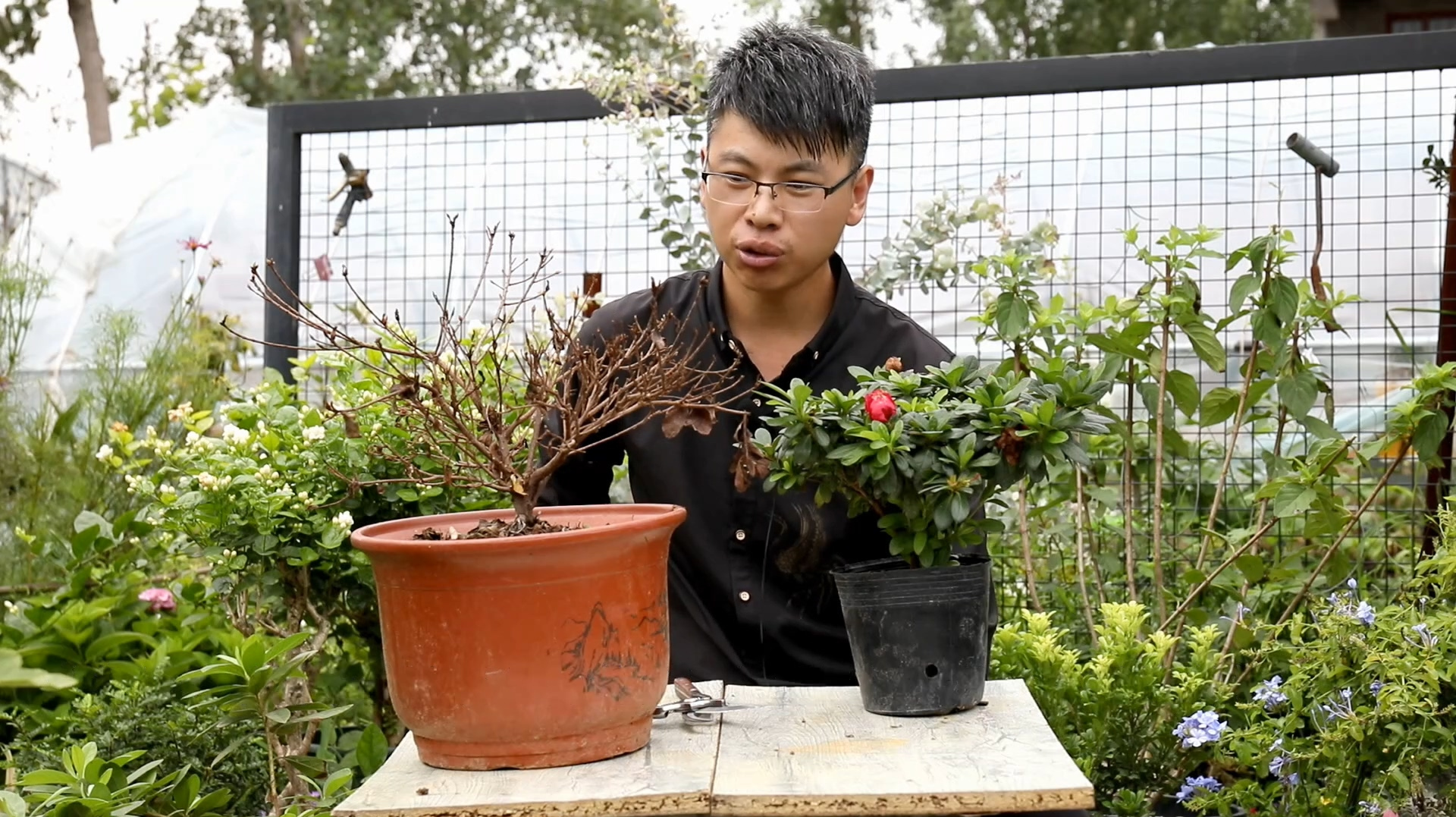 杜鹃花怎么养