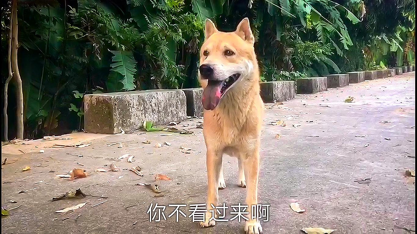 中华田园犬,黄狗白脸品相堪称完美,这么纯正的狗狗如今越来越少