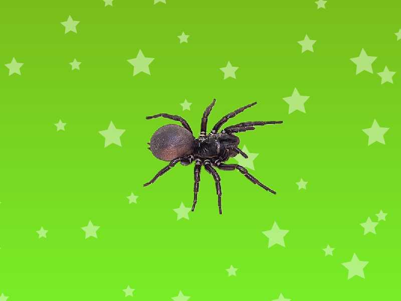 漏斗蜘蛛:世界上毒性最大的蜘蛛之一