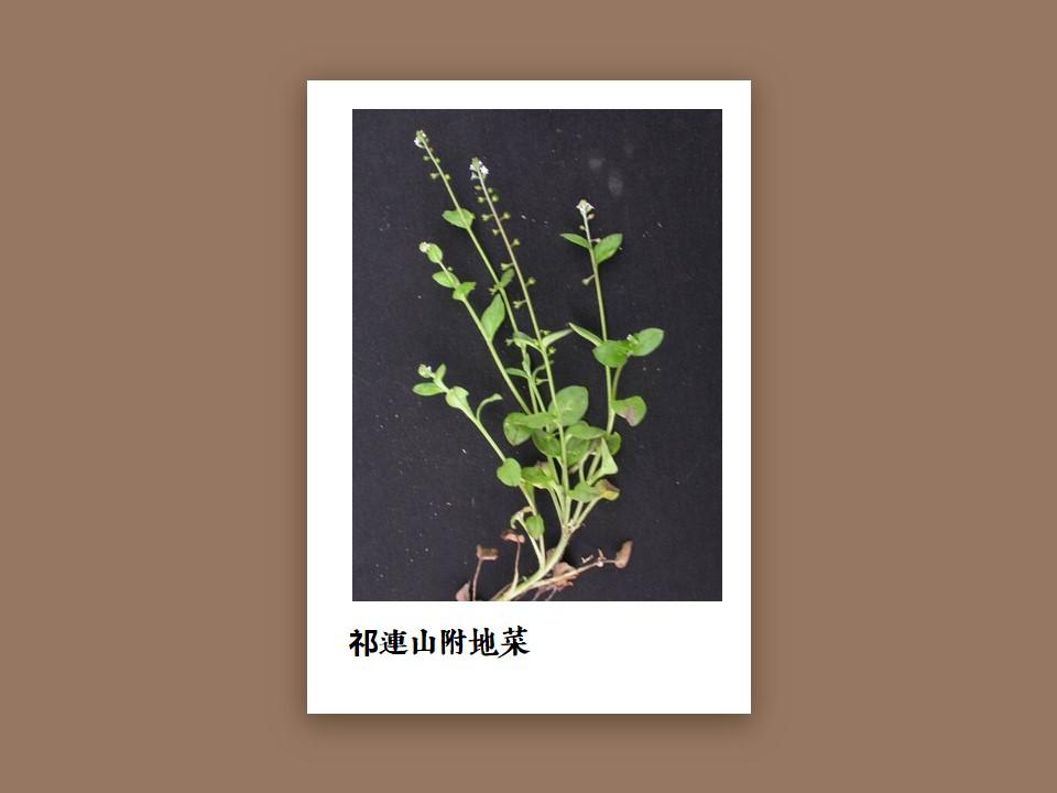 石生齿缘草 00:50 来源:好看视频-原来宽叶齿缘草长这样 4甘