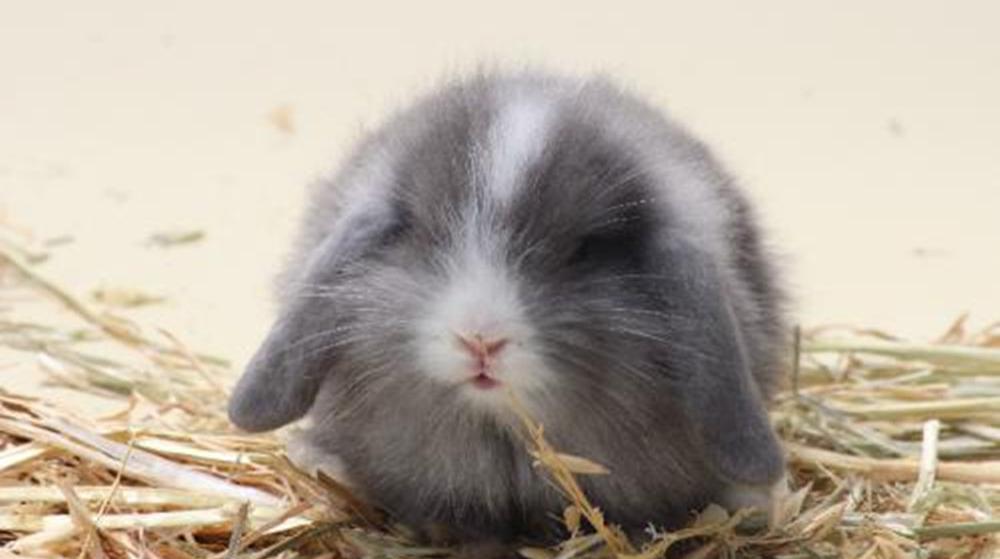 世界上最受欢迎的兔子品种都有哪