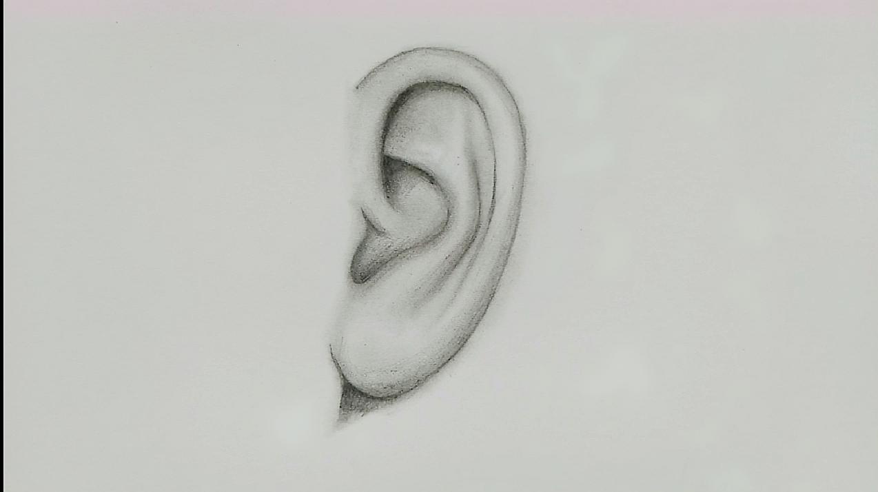 耳朵怎么画?