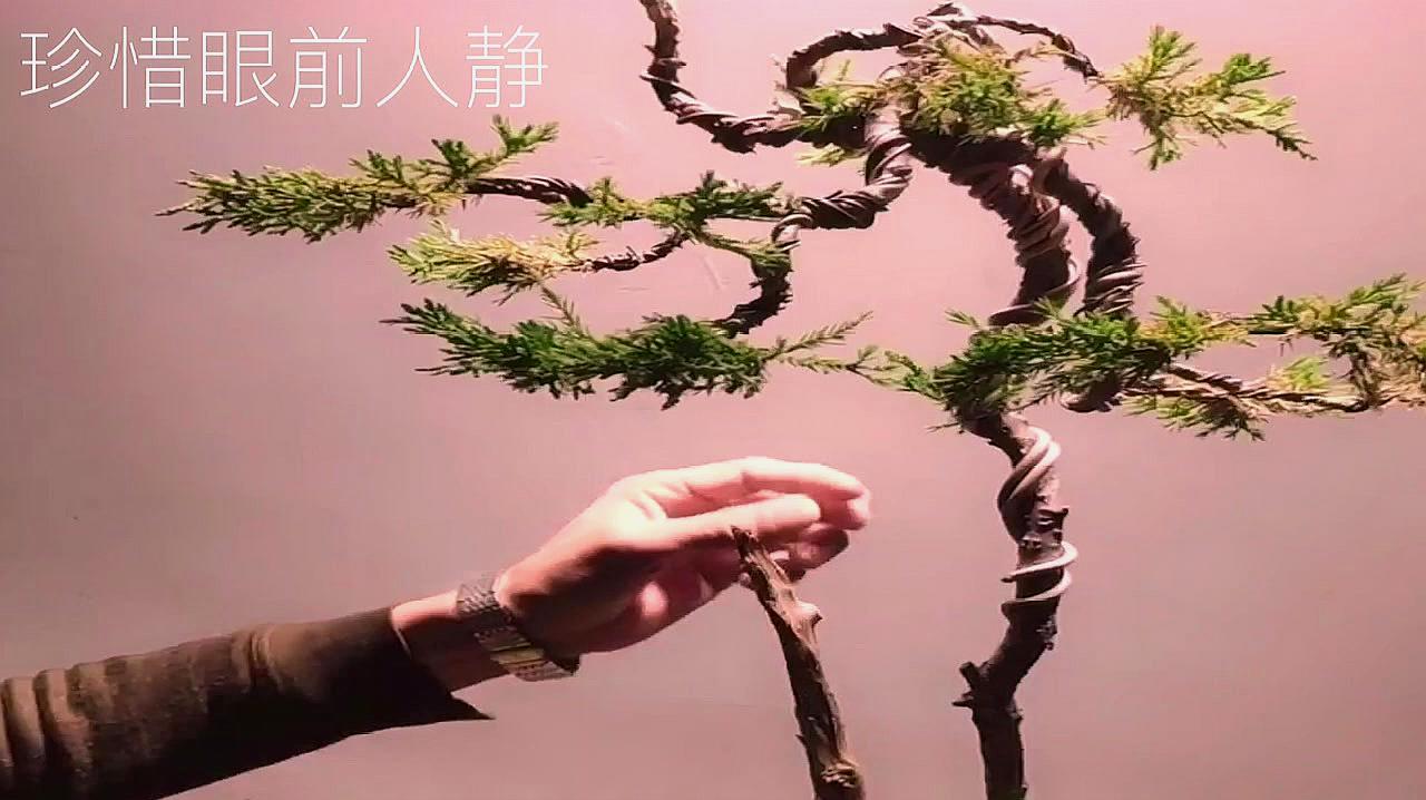 师傅制作双杆柏树盆景,文人盆景秀美雅致,一枝独秀!