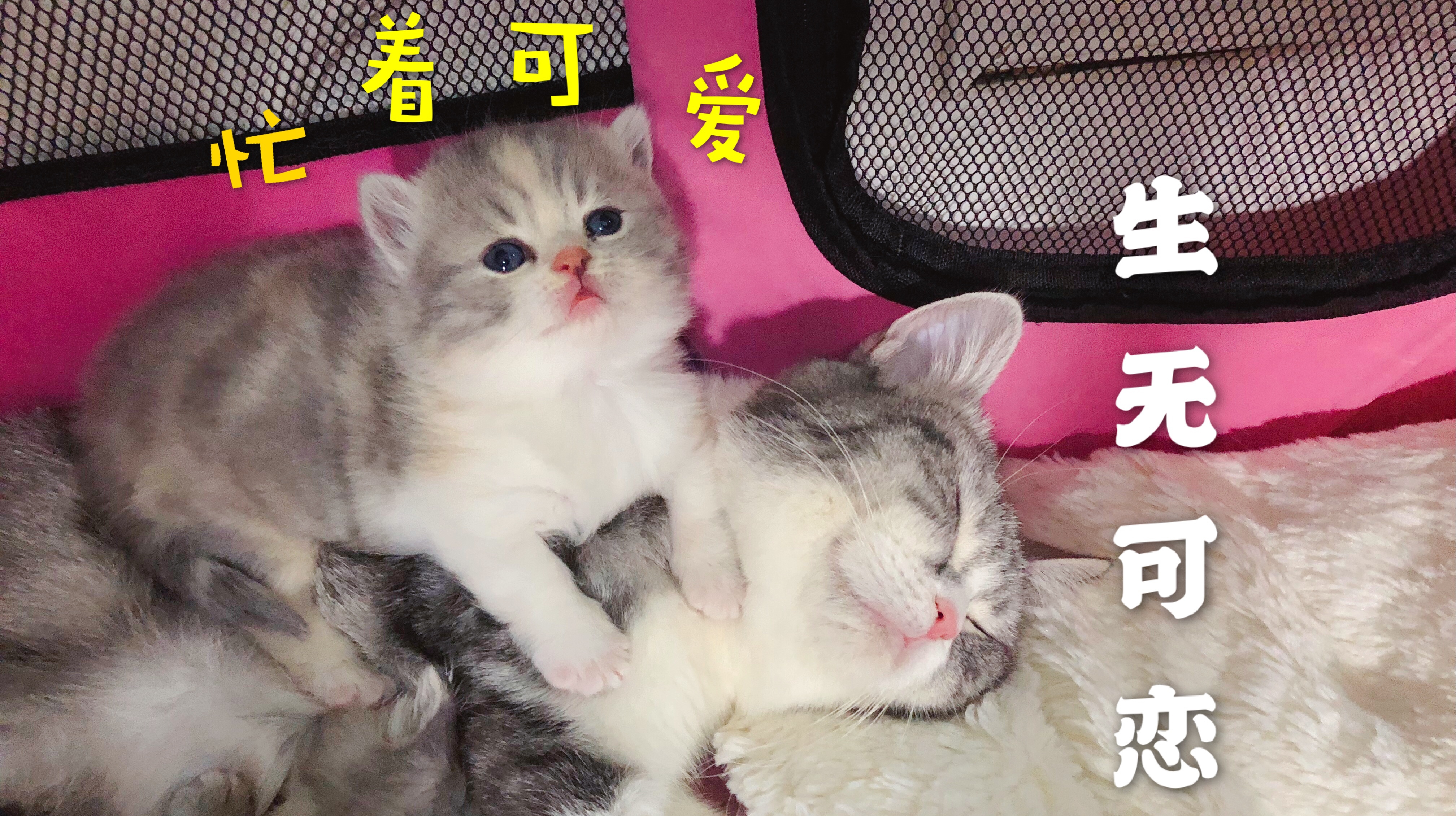 奶猫30天成长全记录,铲屎官每天被萌到尖叫,猫妈却累到怀疑喵生