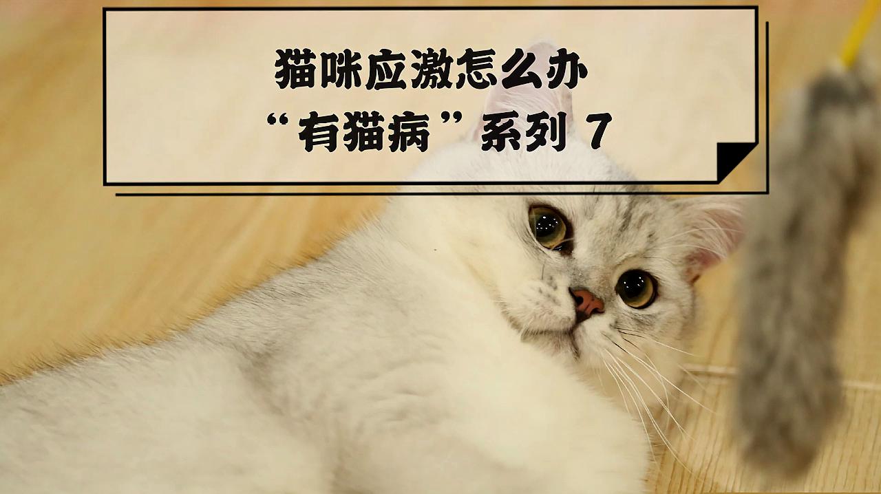 猫咪生病别轻视,处理不当会危及生命