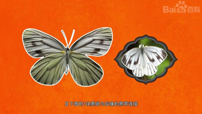 粉蝶品种那么多你认识几种呢