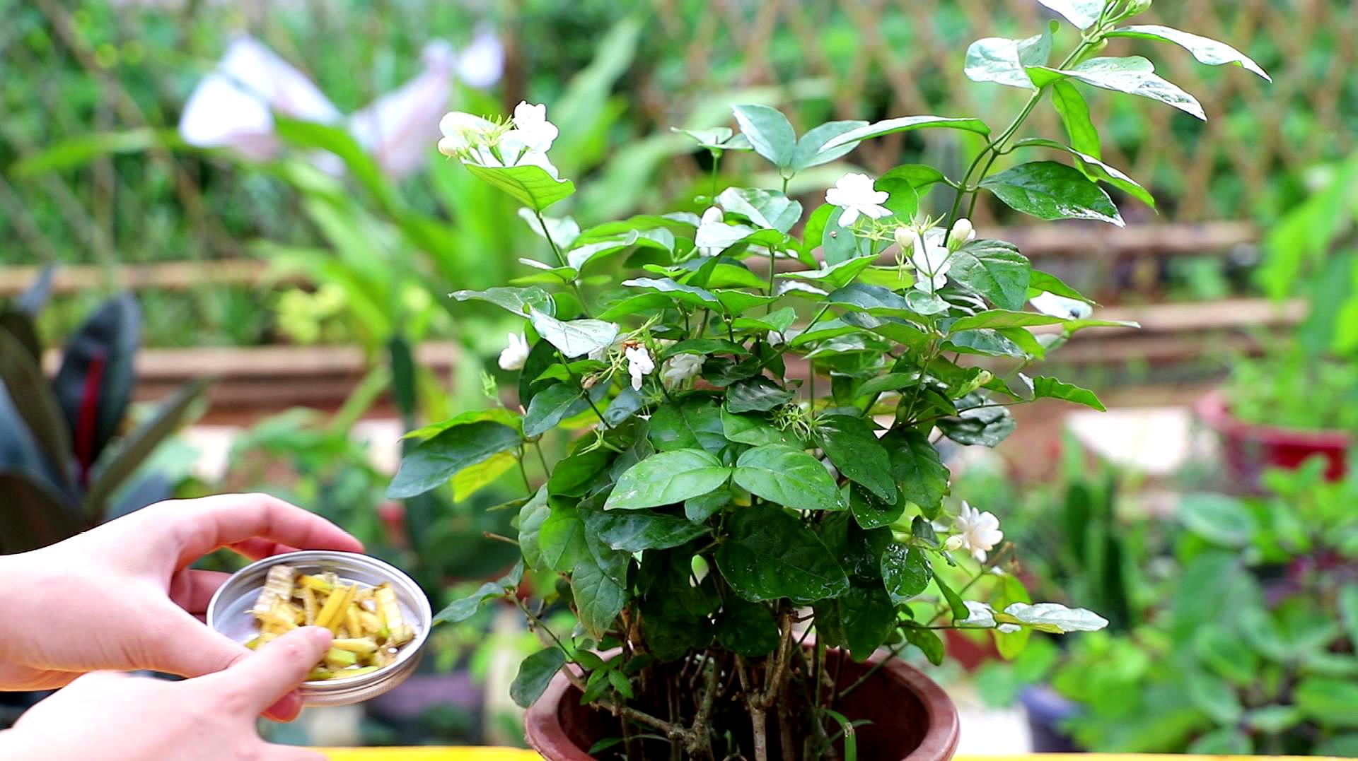 茉莉这样繁殖,叶绿花盛