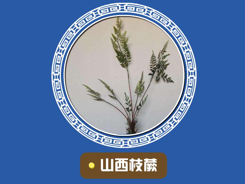 山西植物有哪些