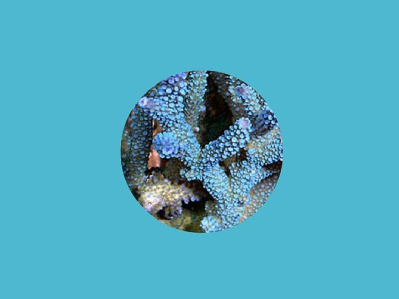 1海洋中的腔肠动物-水母 来源:秒懂百科-「秒懂百科」原来花篮水母长