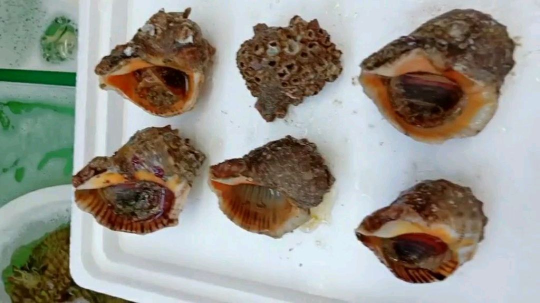 买海螺,看到这4种海螺不要买,2个技巧,挑选壳薄肉多大的母海螺