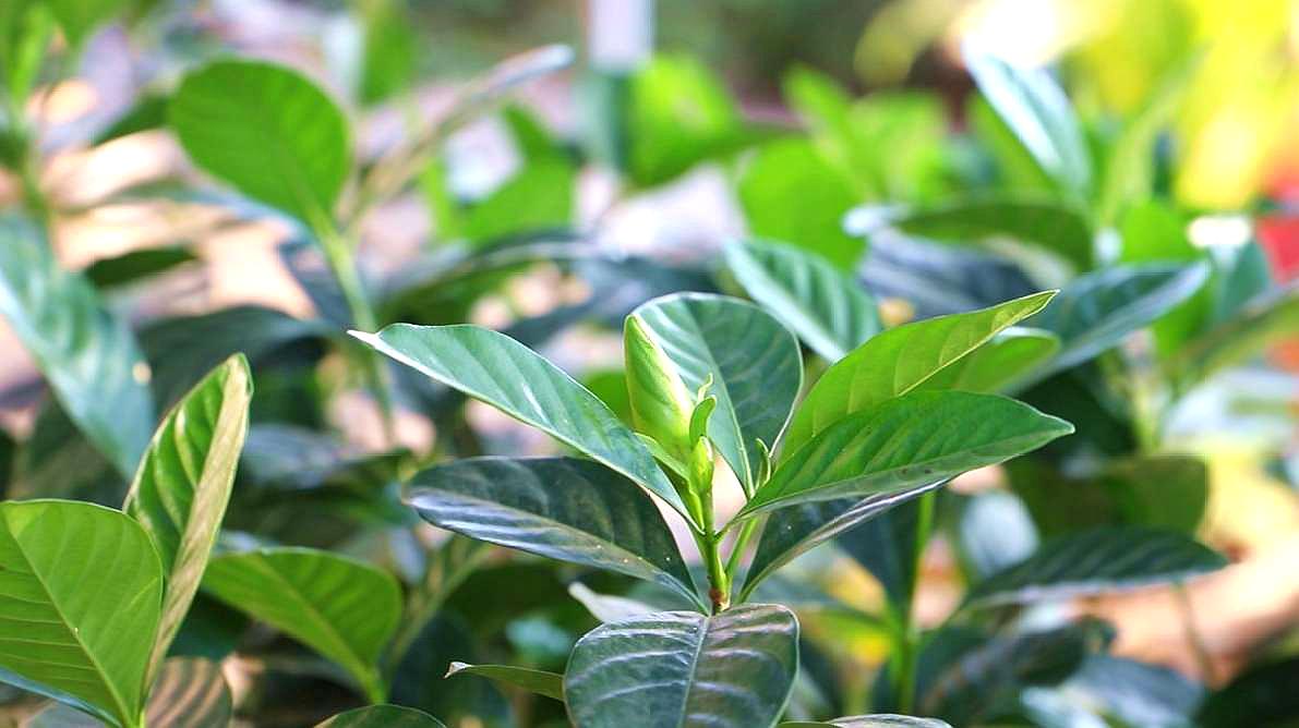 栀子花这样养,轻轻松松枝繁叶茂!