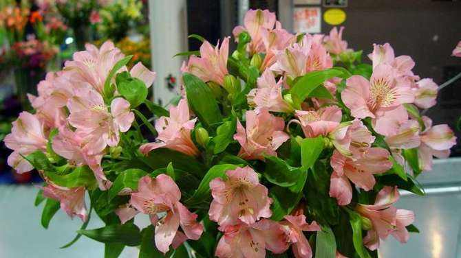 3水仙百合养护:养护百合花,需要用排水性好的花盆,时常通风,适量浇水