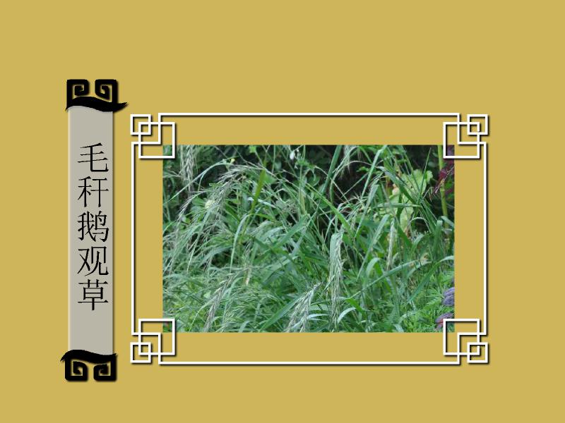 多年生禾本科牧草有哪些