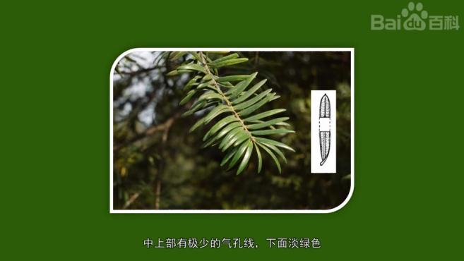 的国家保护绿化树种-榉树 2茂兰保护区的国家保护绿化树种-中国红豆杉