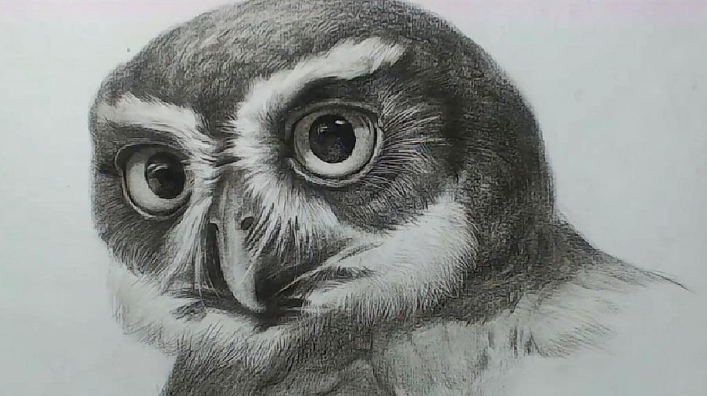 素描教学:三分钟教你画一个猫头鹰,很逼真,大眼睛炯炯有神!