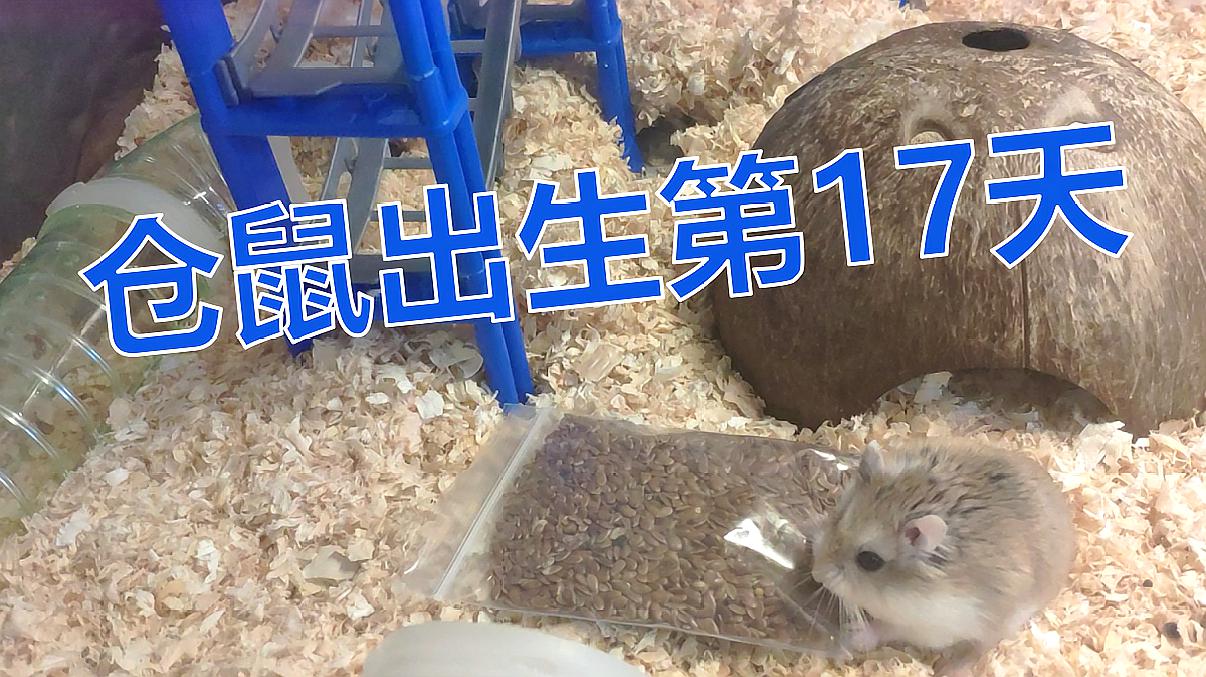 仓鼠出生第17天 仓鼠宝宝自己出来找食物