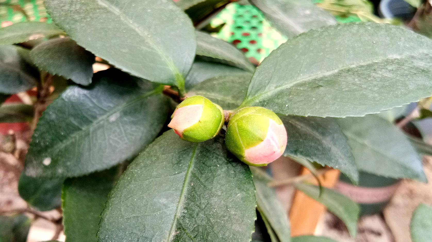 茶花花苞多久才开花,养护知识请看这里!