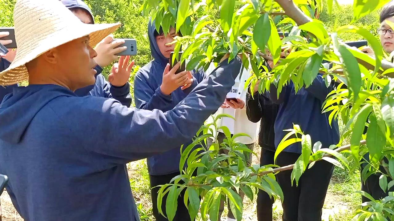 00:59 来源:好看视频-如何修剪桃树 服务升级 2桃树修剪:通过修剪