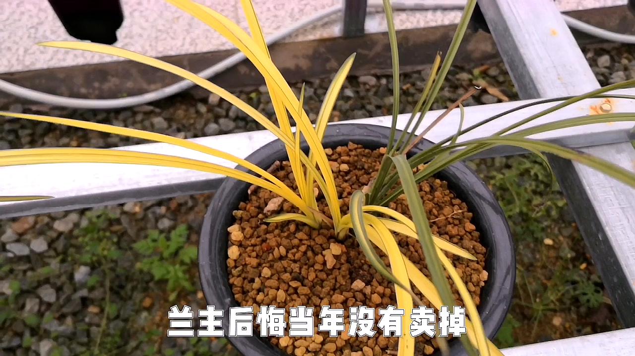 蕙兰艺草,供大家欣赏