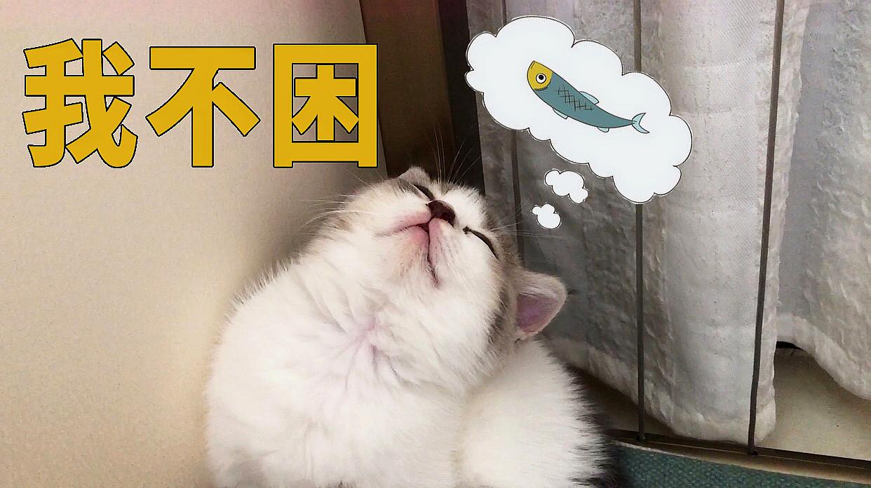 小奶猫坐着打瞌睡的样子太萌了,网友:我都看困了!