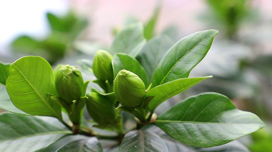 栀子花花苞没开起来,直接从根部脱落,小花匠来教你解决的方法