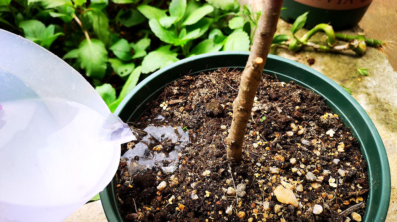桂花树在生长期需要补充肥料