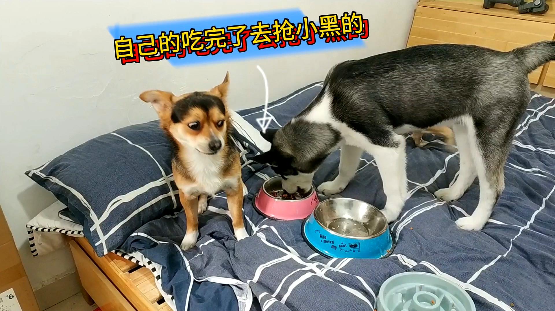 狗狗抢食物搞笑视频合集