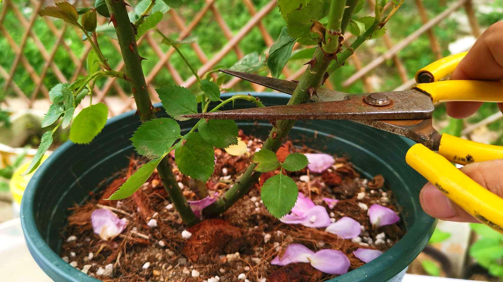 月季花怎样养护