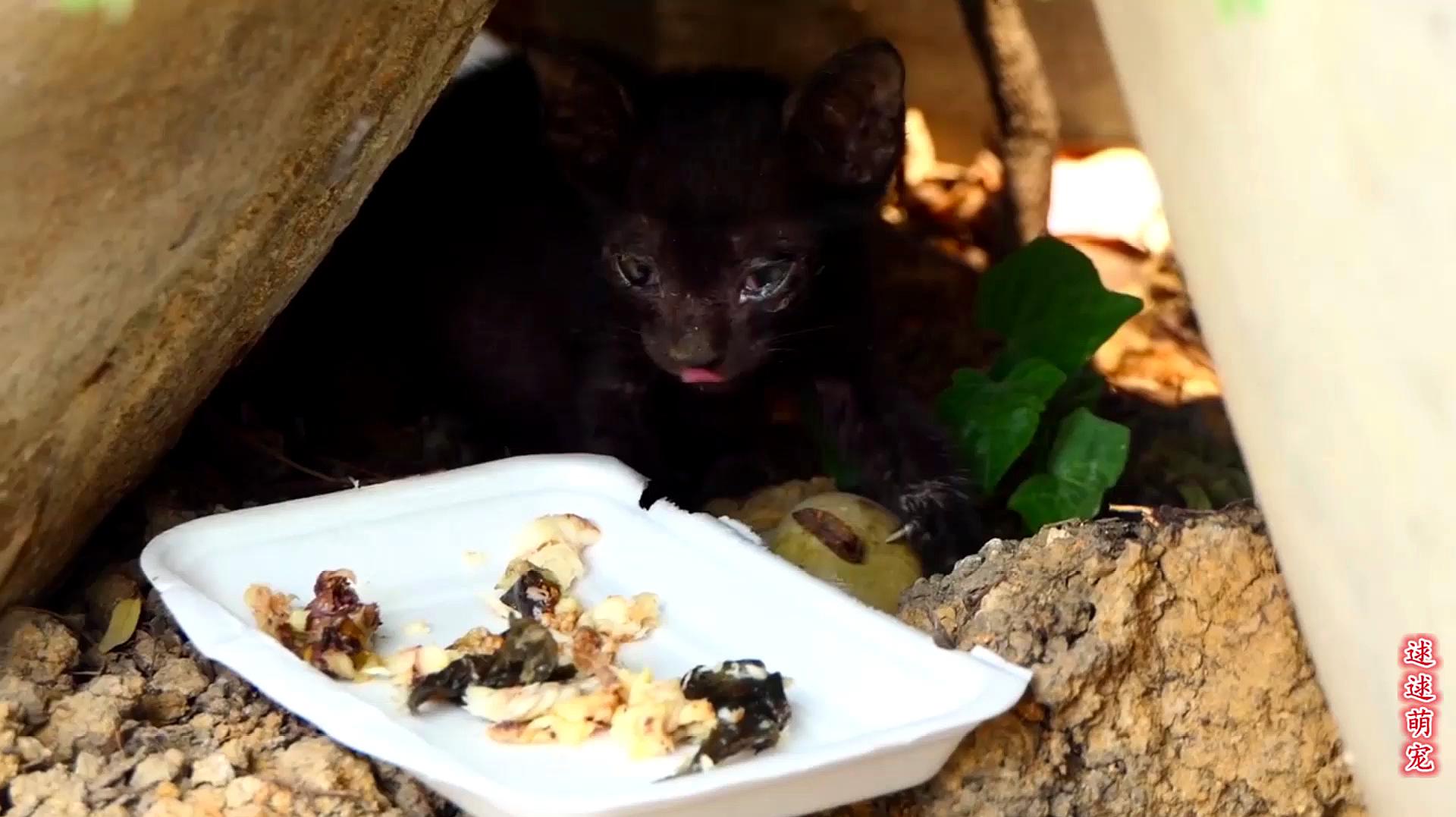 发现一只黑色的小野猫,它很饿,需要人照顾