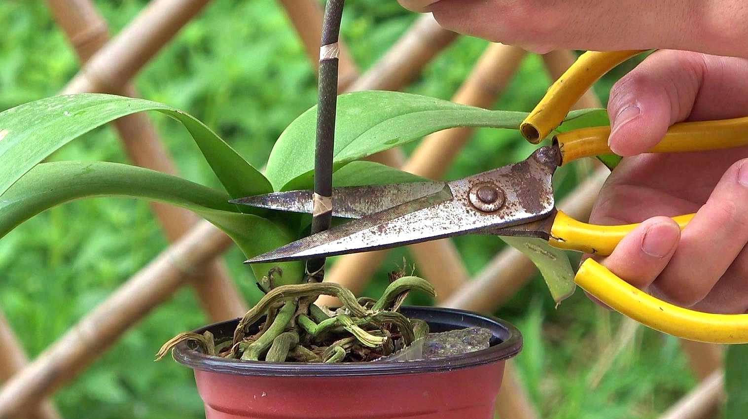 2蝴蝶兰养护方法:剪刀要进行消毒,将修剪下来的枝条,切口的地方晾干
