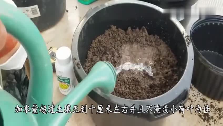 水缸中怎么种藕